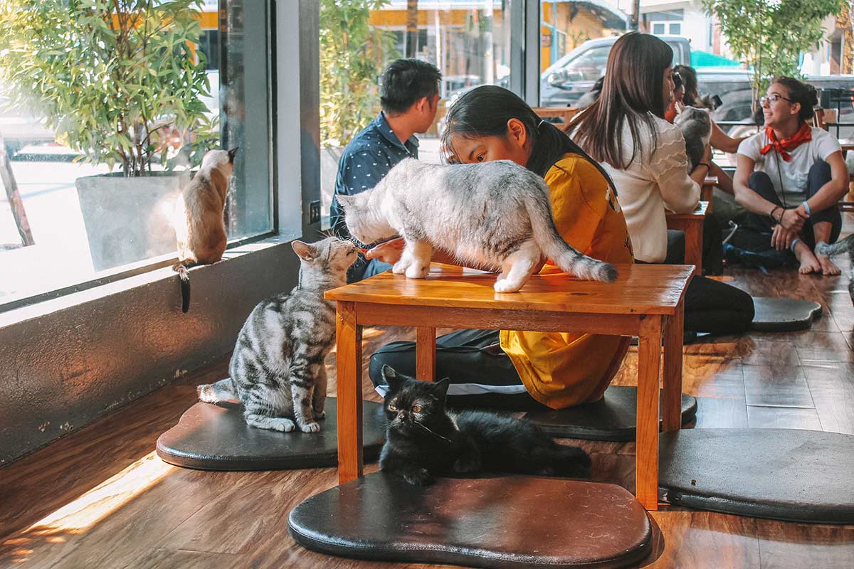 The Cat 'n' a Cup Cat Cafe in Chiang Rai, Thailand blog post