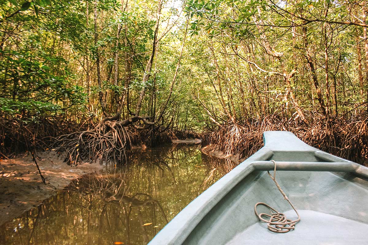 Langkawi mangroves tour