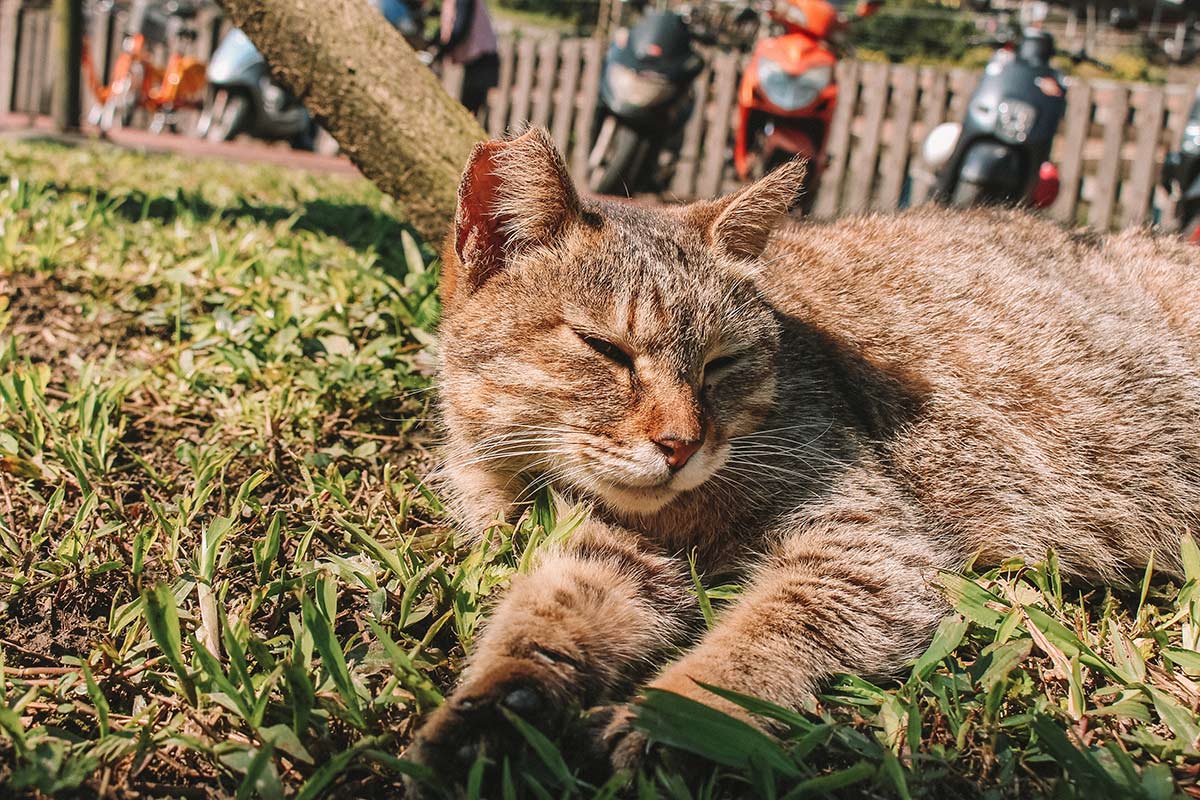 Taipei day trip: Houtong cat village blog post | Taiwan