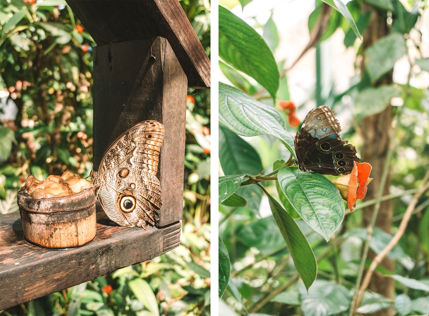 Panama City’s Rainforest blog Gamboa butterflies