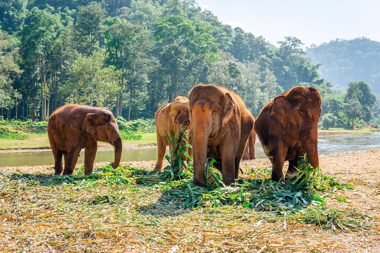 Visiting the Elephant Nature Park in Chiang Mai blog