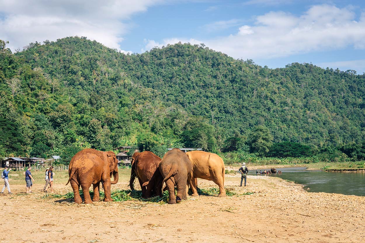 Visiting the Elephant Nature Park in Chiang Mai blog