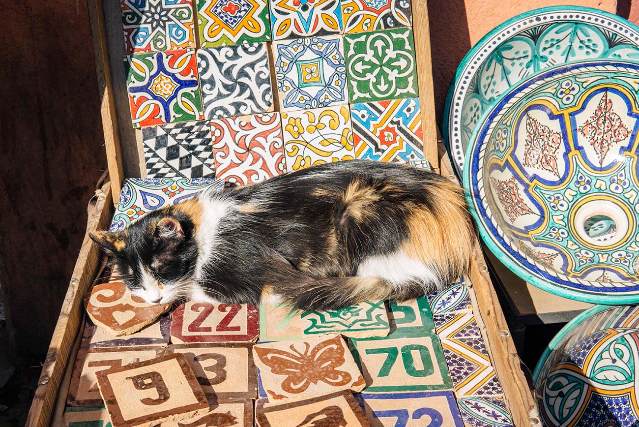 Cat in the souks Morocco travel blog post