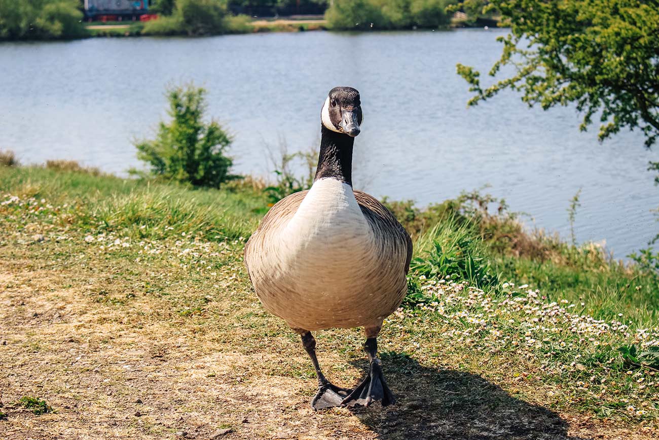A Guide to Walthamstow Wetlands in London