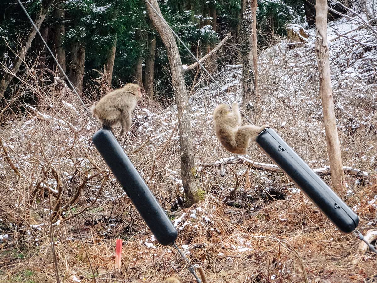 How to visit the Snow Monkeys in Nagano, Japan /  Jigokudani Monkey Park