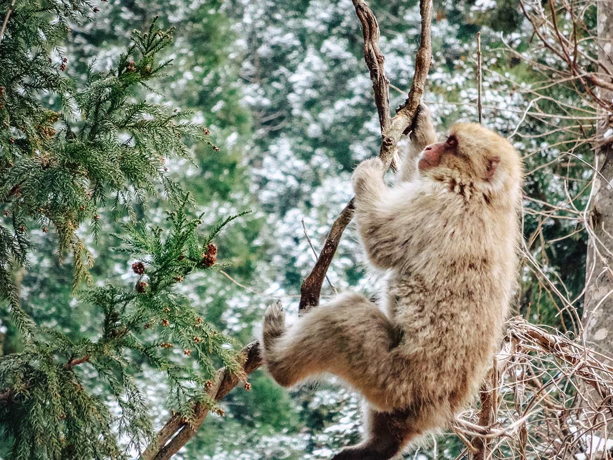 How to visit the Snow Monkeys in Nagano, Japan