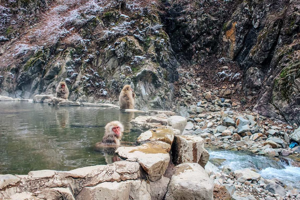 Nagano Snow Monkeys how to visit Jigokudani Monkey Park CK Travels