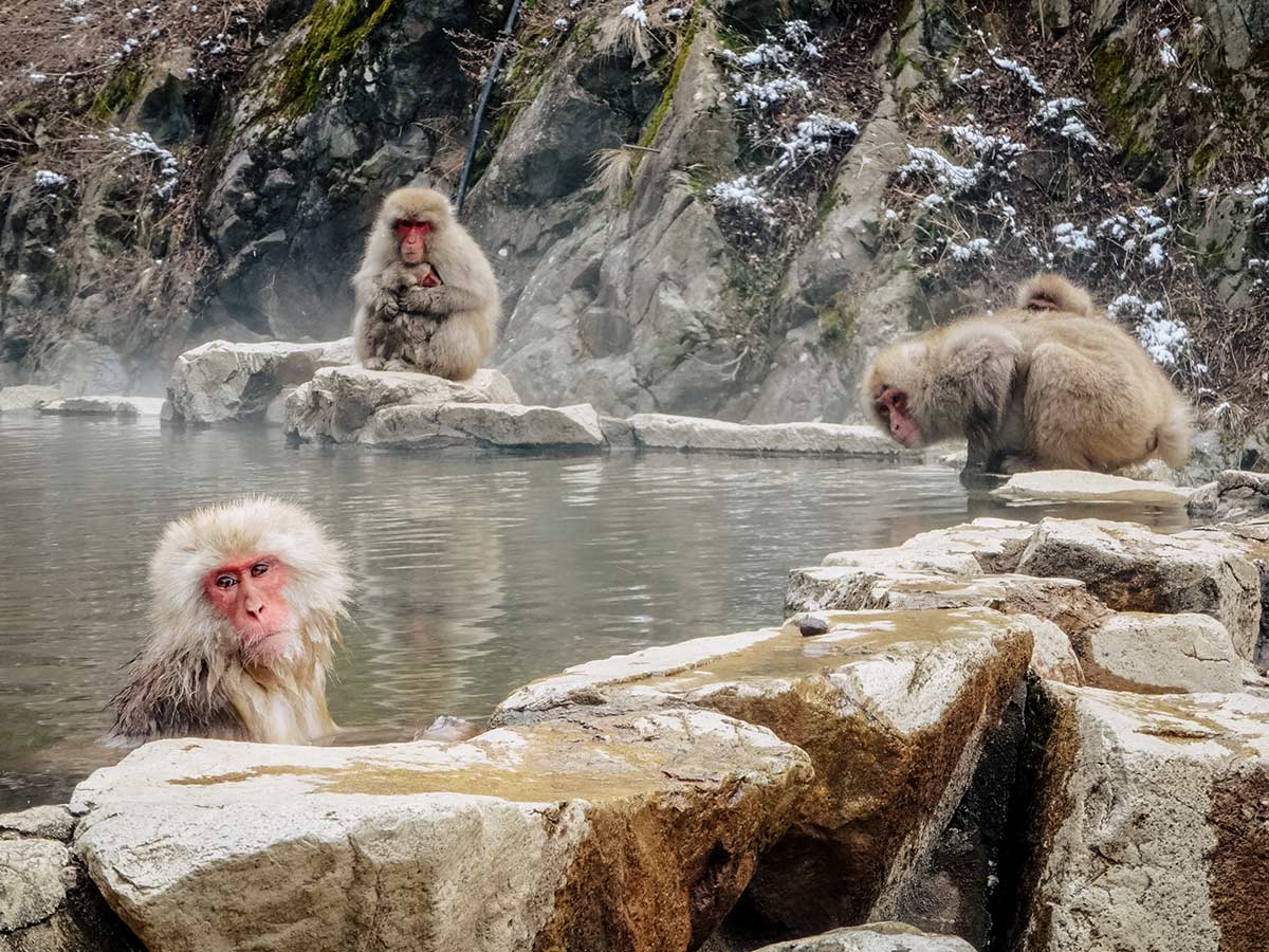 How to visit the Snow Monkeys in Nagano, Japan /  Jigokudani Monkey Park