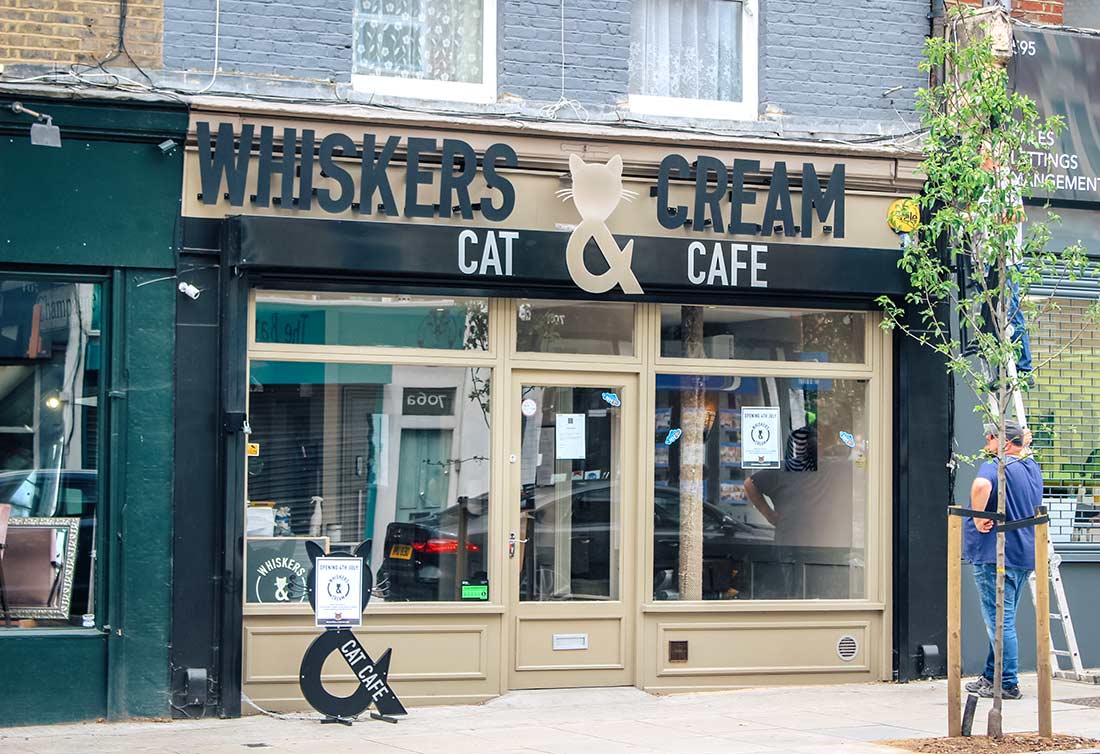 London cat cafes - kitten around in London